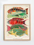 Raw Oak Wood Framed Great Barrier Reef Fishes Vintage Illustration Wall Art Print